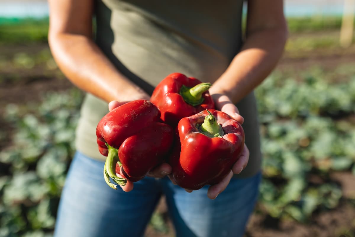 Propiedades Del Pimiento Rojo Descubre Sus Beneficios Arroz SOS