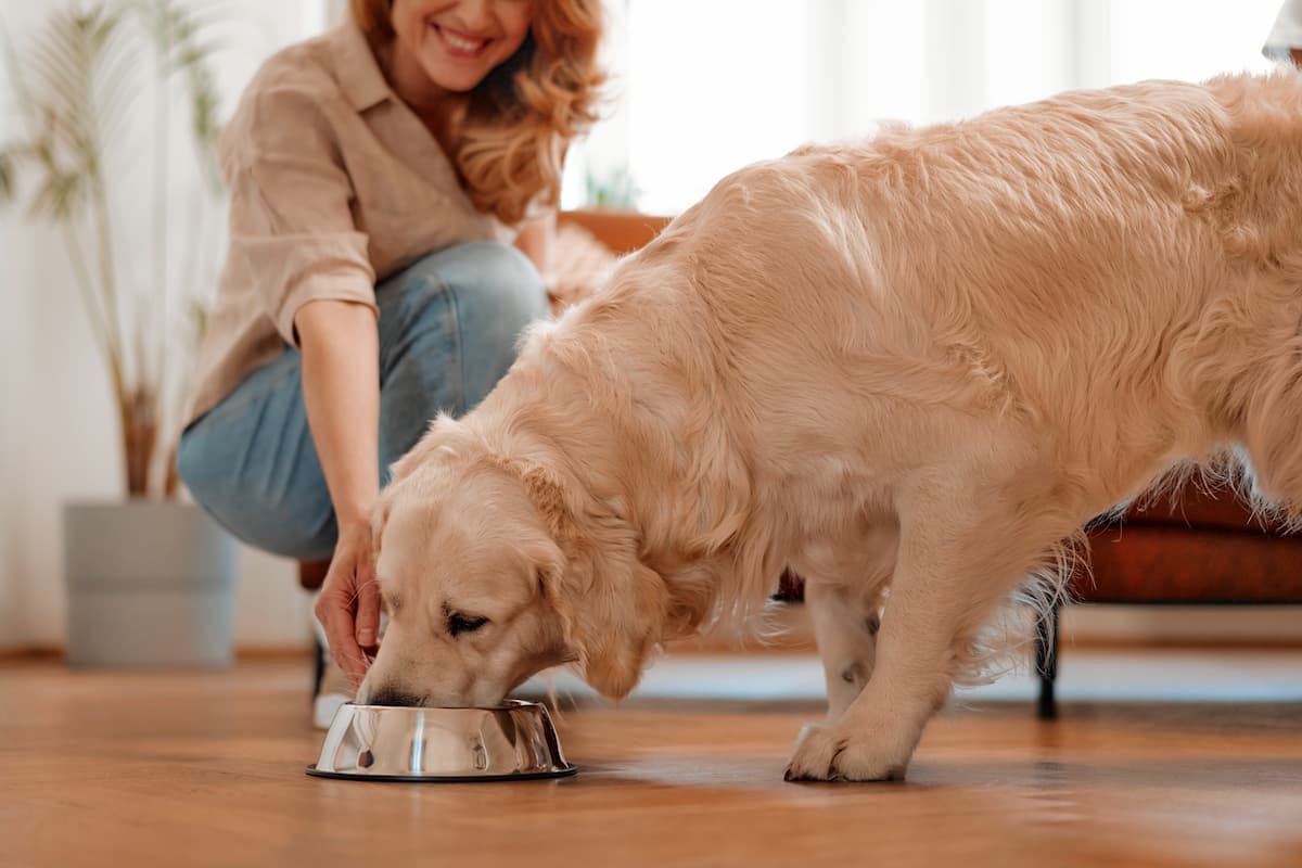 el arroz le dará diarrea a mi perro