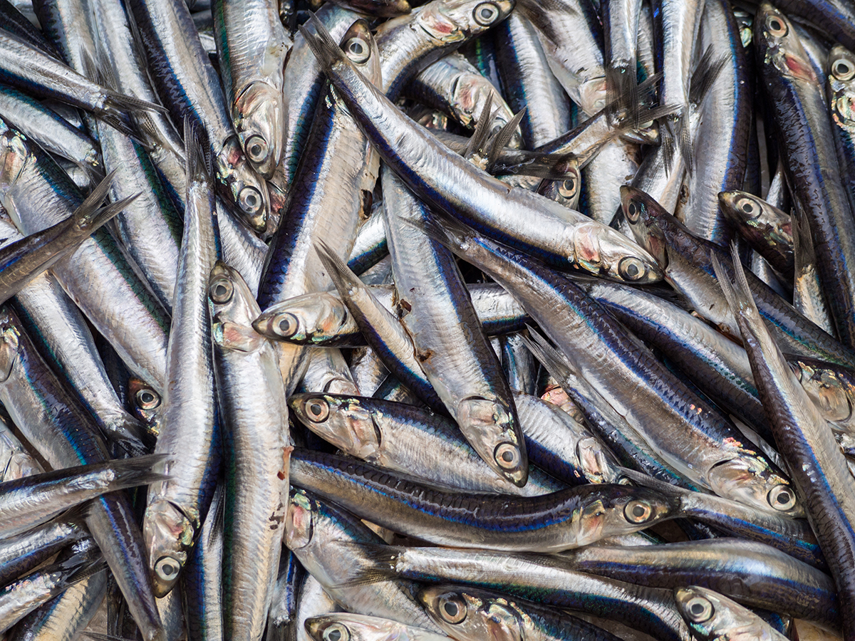 diferencia entre espeto y sardina