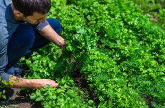 Todo sobre el cuidado del cilantro