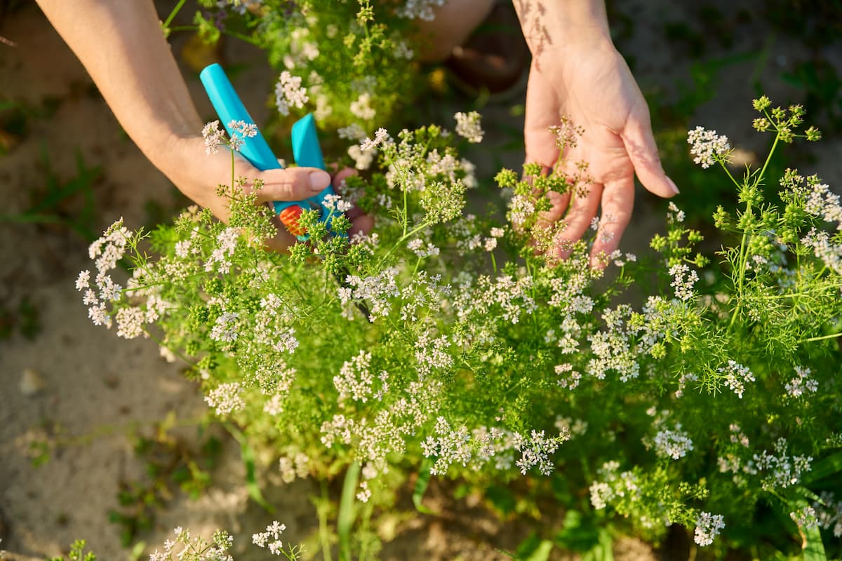 Poda y mantenimiento del cilantro