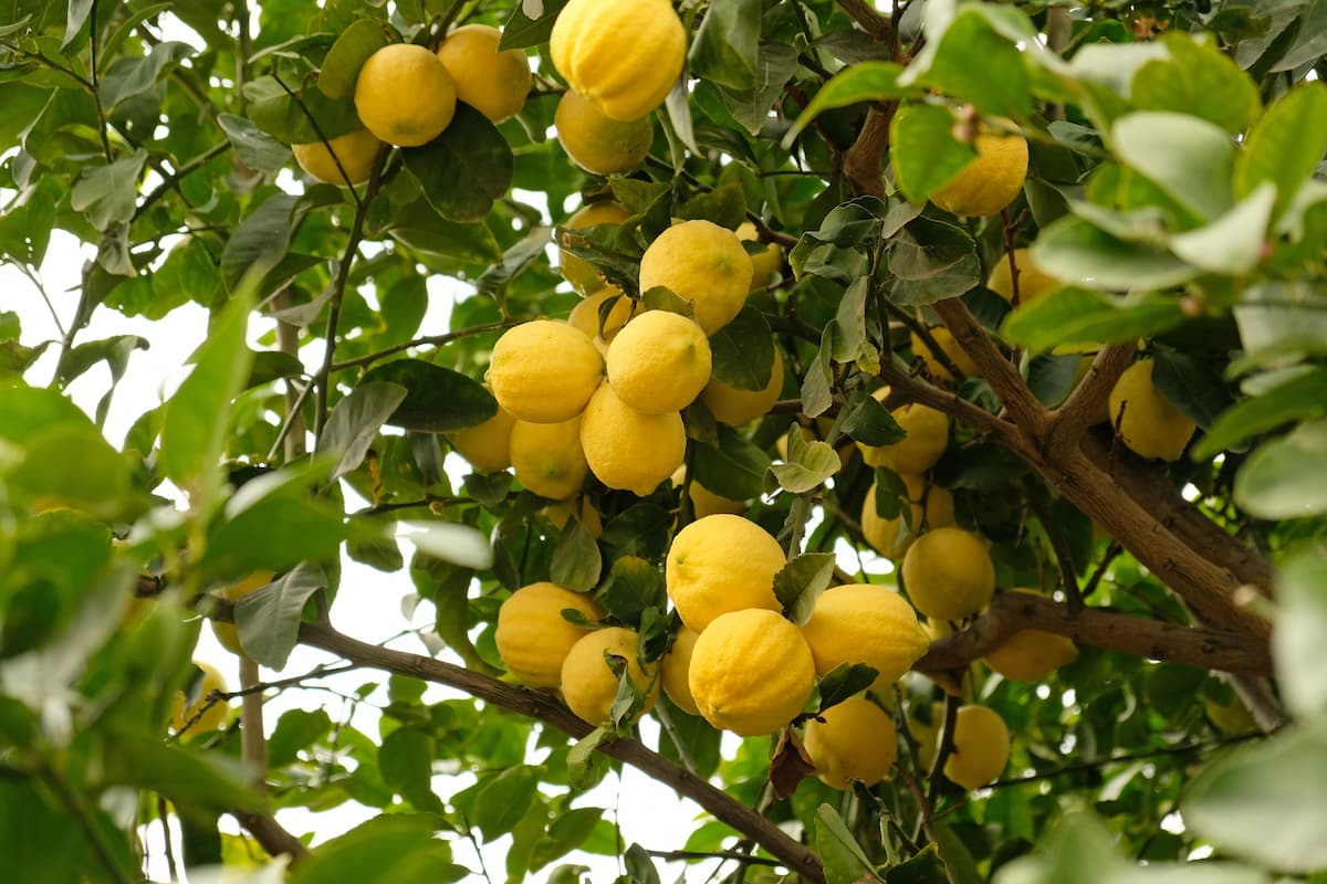 Preguntas frecuentes sobre el uso de limones