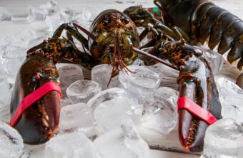 Cómo preparar bogavante congelado