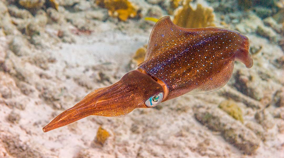 caracteristicas calamar