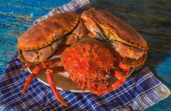 Diferencia entre centollo y buey de mar