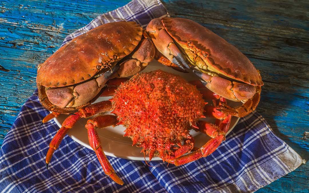 Diferencias entre centollo y buey de mar