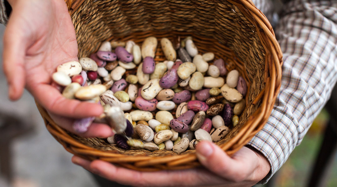 Alimentos de Origen Vegetal