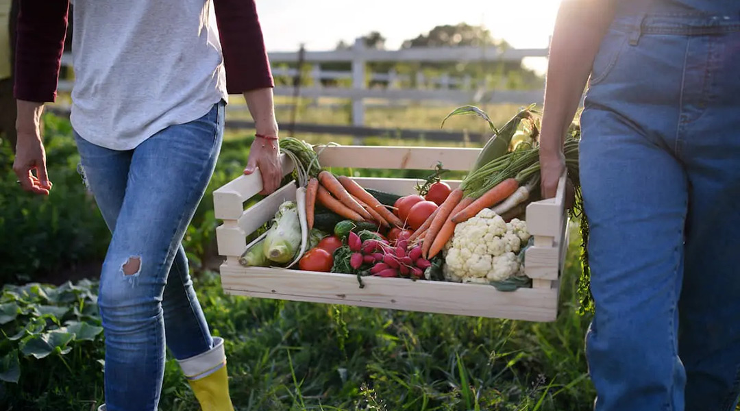 Frutas y Verduras Ricas en Fibra