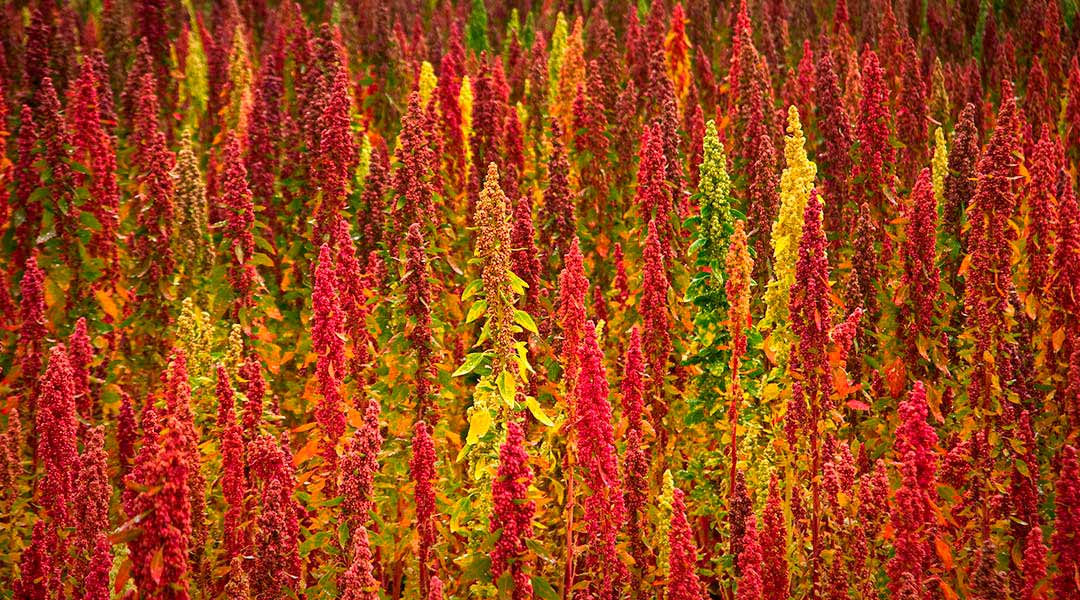 Historia y Origen de la Quinoa