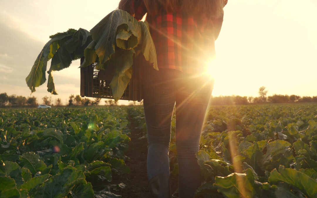 Guía completa sobre alimentación sostenible